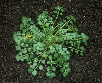 Hairy bittercress
