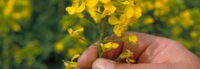 Photo - Closeup - hand holding canola plant