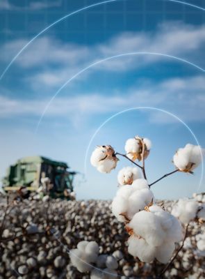 Cotton close up with harvester in the background