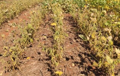 IMG-Haviza_trials_row_2_left_GL_New