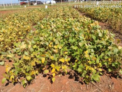 IMG-Haviza_trials_row_2_right_GL_New