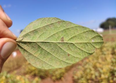 IMG-Haviza_trials_row_3_right_GL_New