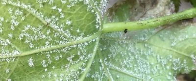 Comment sécuriser ma production viticole face au mildiou ?