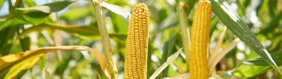 Que faire si je suis passionné de maïs ?