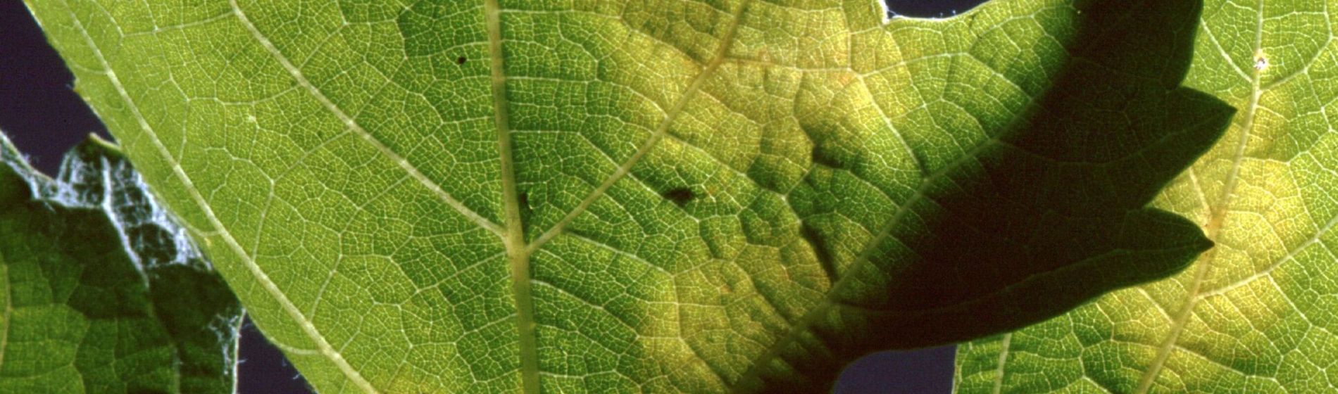 Face au mildiou, James Dardenne, viticulteur en Champagne, utilise une solution à base de Zorvec™ active