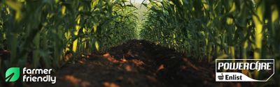 Rows of young green corn plants in field low angle