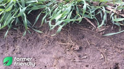 plant with visible roots in the ground