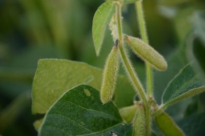 healthy soybeans