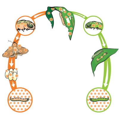 Heliothine Species lifecycle illustration