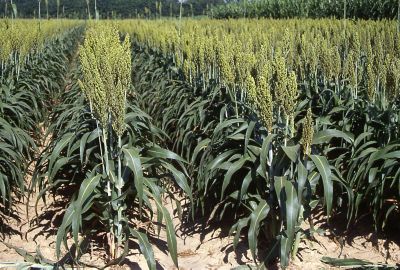 Grain sorghum