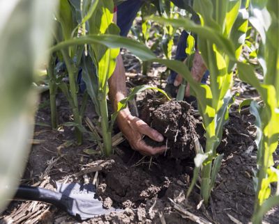 Overpower Corn Rootworm