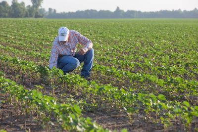 Farmer in crop field