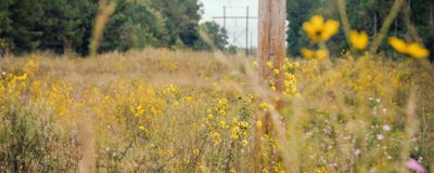 view of wild Prairie land