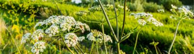 Hogweed