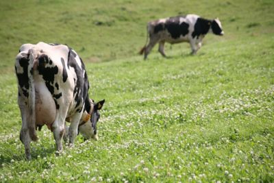 Cows grazing in a paddock