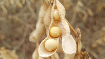 Vaina de soja abierta con tres granos maduros en su interior.