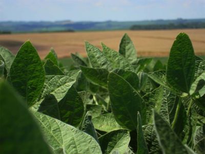 Hojas verdes de soja en primer plano con campos y colinas al fondo.