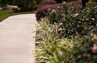 Clean flower bed along sidewalk