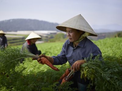Farmer Harvesting Carrots