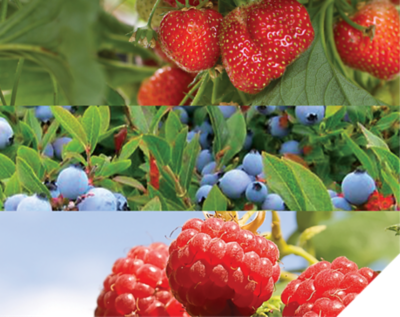 Raspberries, strawberries and blueberries