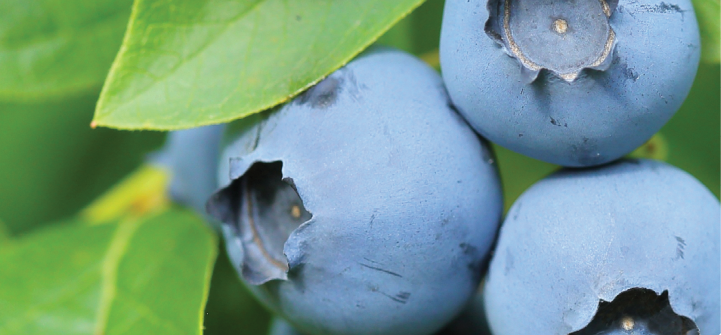 blueberries