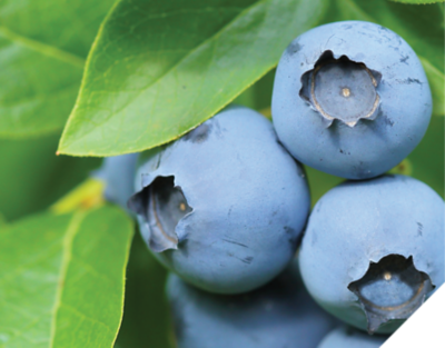 blueberries