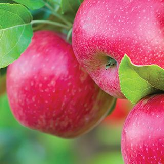 Pomme dans l'arbre