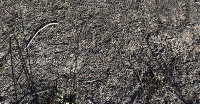 Right: Tree nuts protected by Hulk herbicide with Rinskor™ active plus glyphosate 33 days after application.