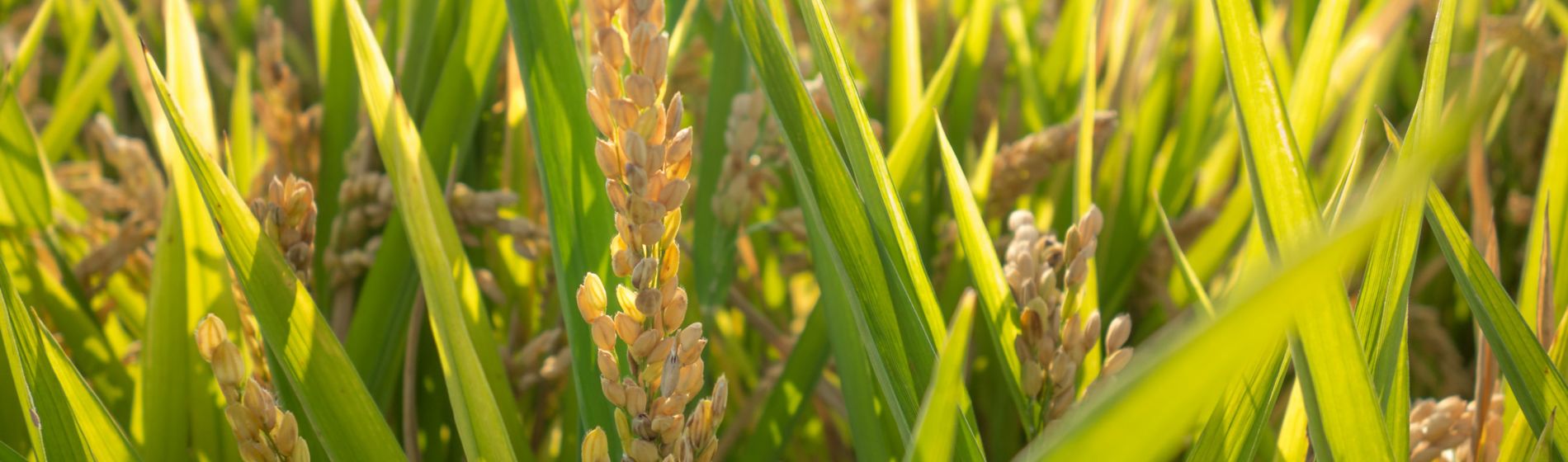 Control de la humedad en el cultivo del arroz