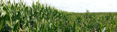 Stress hydrique et maïs fourrage : comment décider du bon moment pour ensiler ?
