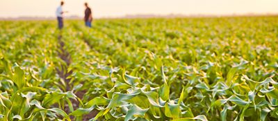 Corn field in Iowa/IL