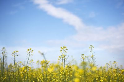 Pioneer OSR hybrids