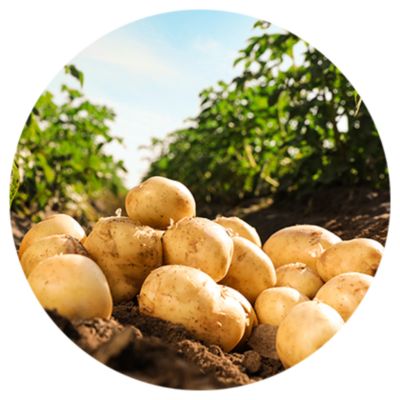 Icône pommes de terre