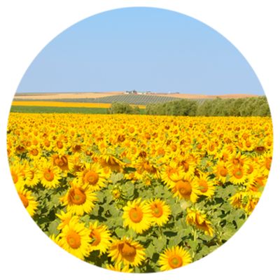 Icône tournesol
