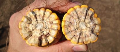 Grãos ardidos no milho safrinha