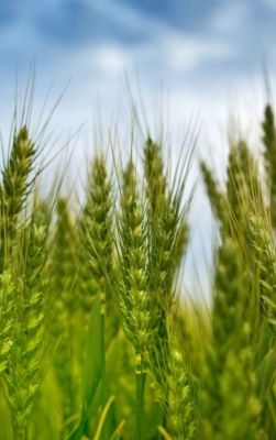 green wheat stalks with blue sky in background