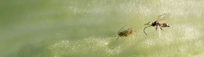 Nos insecticides