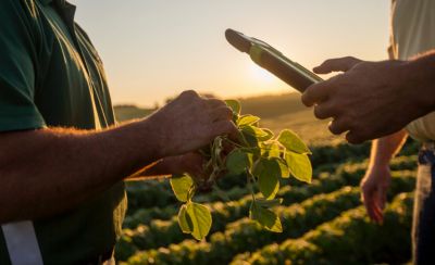 Inspecting soybean plants with tablet  in a field of soybeans