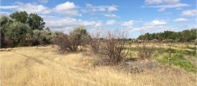 Invasive salt cedar in Yellowstone County, MT