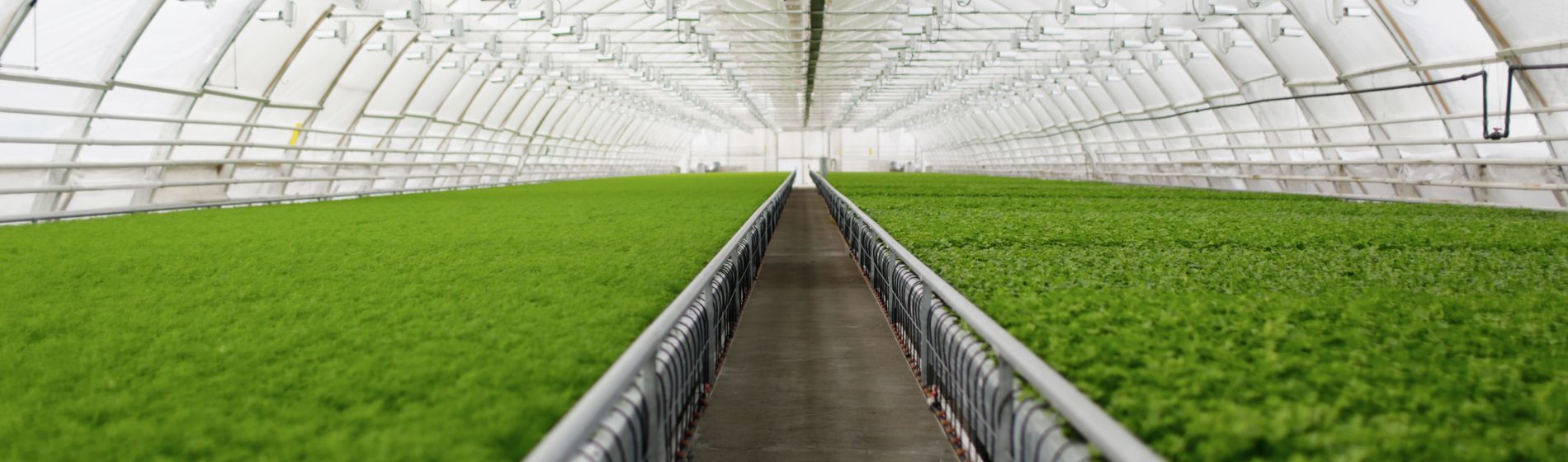 Invernaderos inteligentes: una ventana al futuro de la agricultura