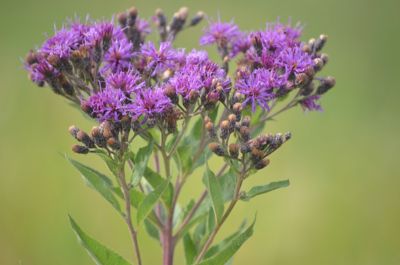 ironweed