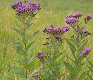 Ironweed