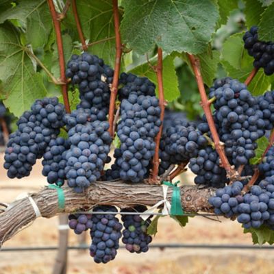 Purple Grapes ripe hanging from vine