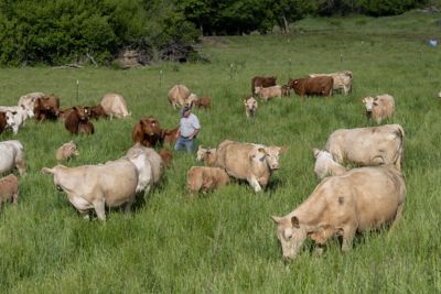 Jack Smith in pasture with cows
