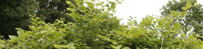 Japanese knotweed