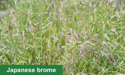 Japanese brome image