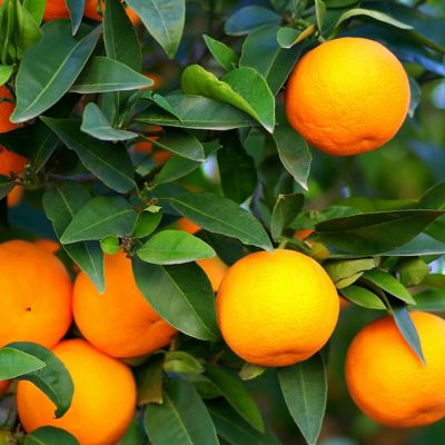 Oranges on an orange tree