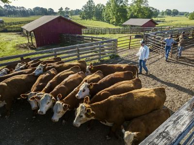 John Starnes with cattle