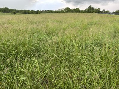 DuraCor plot - Golden Age, KY