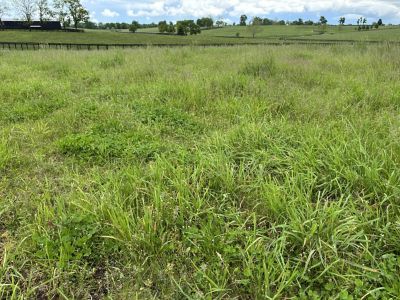 NovaGraz plot - Golden Age, KY